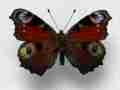 Aglais io (Inachis io) (ab) Internet Image property of respective owner, non-commercial use only